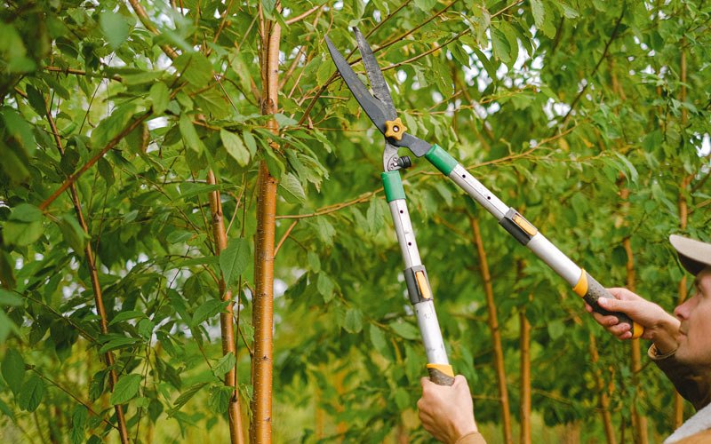 Tree trimming in Wauzeka, WI